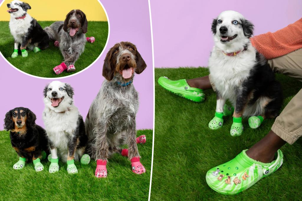 Crocs aren't just for humans anymore—now dogs can get in on the awesome action